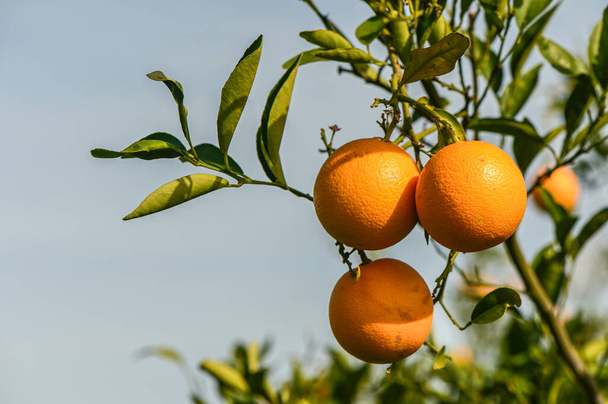ζουμερά πορτοκάλια σε κλαδιά δέντρων σε έναν πορτοκαλεώνα 1 - Φωτογραφία, εικόνα