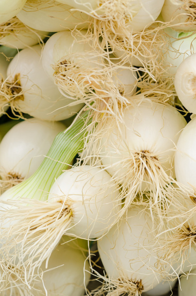 Sping onions  on a street market - Photo, image