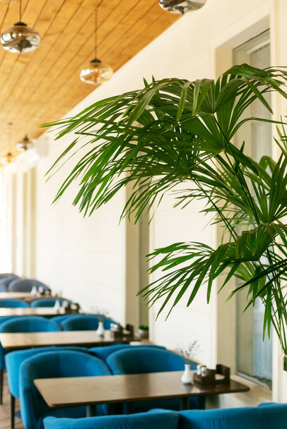 prázdná kavárna dřevěný modrý interiér a palmy - Fotografie, Obrázek