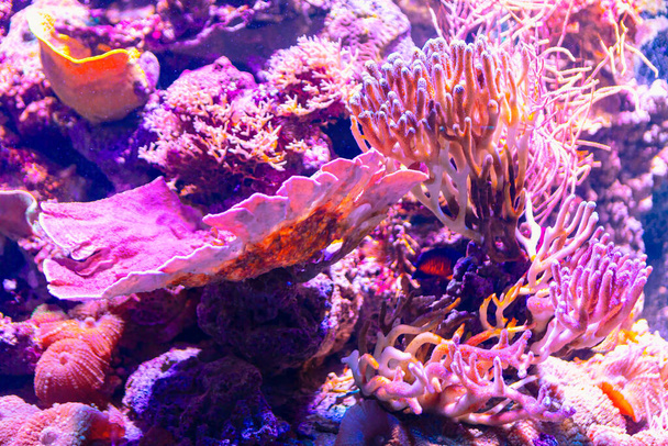 Kleurrijke koralen in het water. Onderwaterwereld - Foto, afbeelding