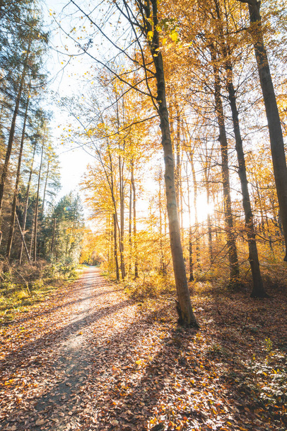 Brabantse Wouden Ulusal Parkı 'ndaki renkli sonbahar ormanı. Ekim ve Kasım aylarında Belçika kırsalında renk. Nefes kesen doğanın çeşitliliği. - Fotoğraf, Görsel