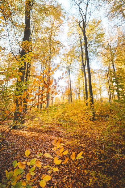 Floresta de outono colorida no Parque Nacional Brabantse Wouden. Cor durante os meses de Outubro e Novembro na zona rural belga. A diversidade da natureza deslumbrante. - Foto, Imagem