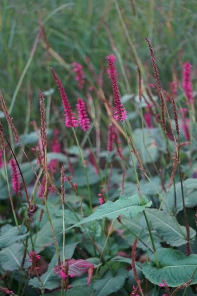 Bistorta amplexicaulis blooms in autumn. Bistorta amplexicaulis, Persicaria amplexicaulis, the red bistort or mountain fleece, is a species of flowering plant in the buckwheat family. Berlin, Germany  - Photo, Image