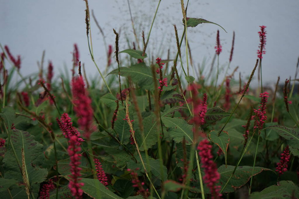 Bistorta amplexicaulis blooms in autumn. Bistorta amplexicaulis, Persicaria amplexicaulis, the red bistort or mountain fleece, is a species of flowering plant in the buckwheat family. Berlin, Germany  - Photo, Image