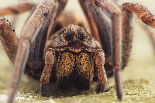 Detailed facial closeup on the biggest European wolf spider , Hogna radiata in Southern France - Photo, Image