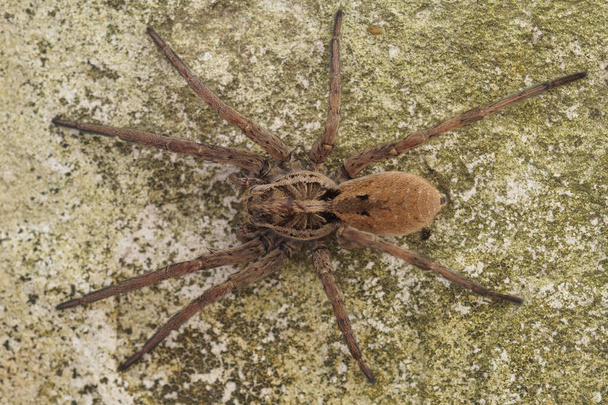 Detailní detailní záběr na největšího evropského vlčího pavouka, Hogna radiata v jižní Francii - Fotografie, Obrázek