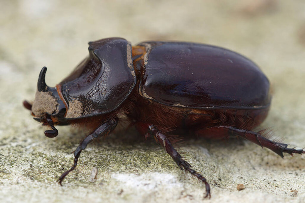Natural closeup on a male European rhinoceros beetle, Oryctes nasicornis sitting on wood - Photo, Image