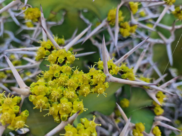 Το Lanzarote, ένα μοναδικό νησί των Καναρίων Νήσων, διαθέτει ένα ποικίλο φάσμα κάκτων. Εξερευνήστε τους εντυπωσιακούς κήπους του Lanzarote, όπου οι έντονες αποχρώσεις και τα ποικίλα σχήματα αυτών των φυτών δημιουργούν μια μαγευτική ταπετσαρία της ζωής στην έρημο.. - Φωτογραφία, εικόνα