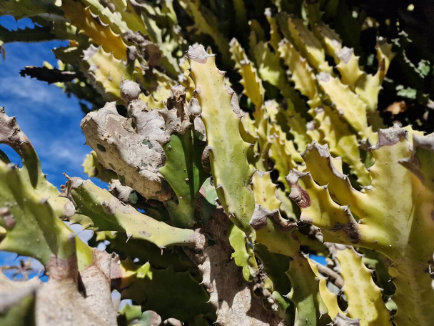 Lanzarote, une île unique des Canaries, possède une variété de cactus. Explorez les magnifiques jardins de cactus de Lanzarote, où les teintes vibrantes et les formes variées de ces plantes créent une tapisserie fascinante de la vie désertique. - Photo, image