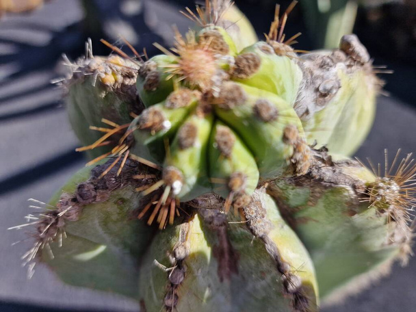 Lanzarote, wyjątkowa wyspa Kanaryjska, oferuje szeroki wybór kaktusów. Poznaj wspaniałe ogrody kaktusowe Lanzarote, gdzie żywe odcienie i zróżnicowane kształty tych roślin tworzą fascynujący gobelin pustynnego życia. - Zdjęcie, obraz