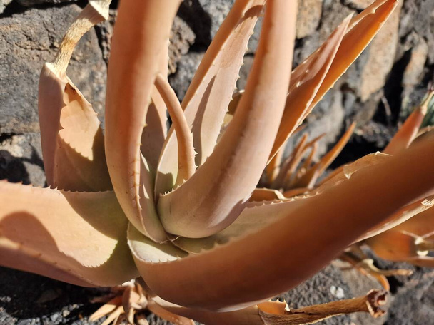 Lanzarote, une île unique des Canaries, possède une variété de cactus. Explorez les magnifiques jardins de cactus de Lanzarote, où les teintes vibrantes et les formes variées de ces plantes créent une tapisserie fascinante de la vie désertique. - Photo, image