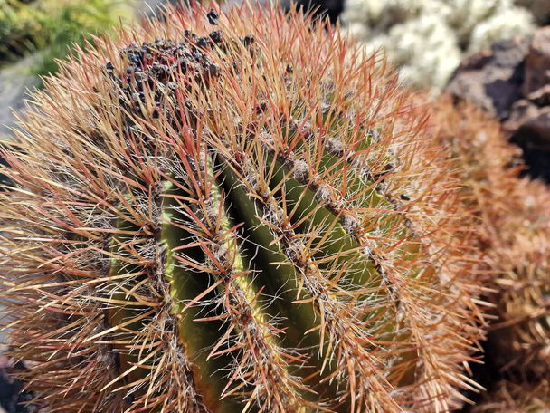 Lanzarote, wyjątkowa wyspa Kanaryjska, oferuje szeroki wybór kaktusów. Poznaj wspaniałe ogrody kaktusowe Lanzarote, gdzie żywe odcienie i zróżnicowane kształty tych roślin tworzą fascynujący gobelin pustynnego życia. - Zdjęcie, obraz