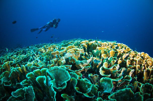 スキューバ ダイビング ボート ブナケン スラウェシ以下サンゴ上インドネシア水中写真 - 写真・画像