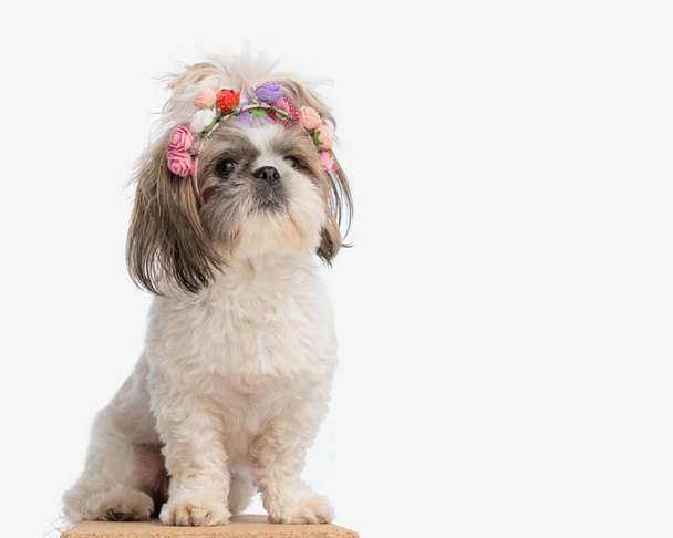 dolce piccolo shih tzu cucciolo femminile indossa fiori colorati fascia guardando in alto e seduto su sfondo bianco - Foto, immagini