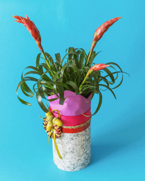 Side view of bromeliad or vriesea splendens flowers in gift box with decorations on blue background - Photo, Image