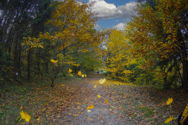 Waldhintergrund, Farbwechsel der Blätter, Herbstzeit, Yenice Forest, Karabuk, Türkei. - Foto, Bild