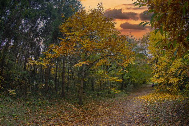 Orman arka planı, yapraklar renk değişimi, sonbahar mevsimi, Yenice Ormanı, Karabuk, Türkiye. - Fotoğraf, Görsel