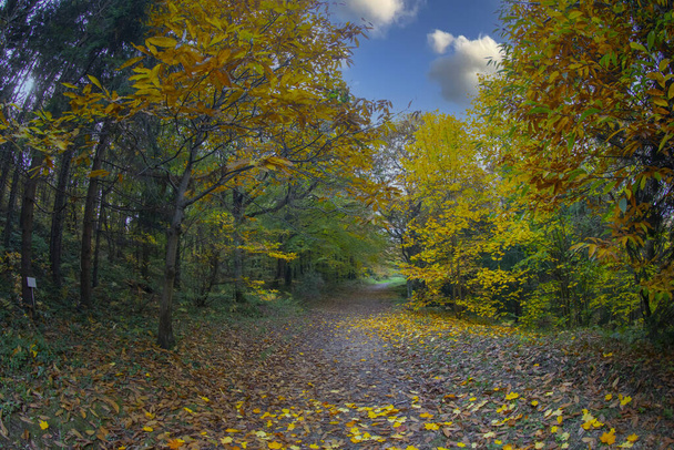 Erdő háttér, levelek színváltozás, őszi szezon, Yenice Forest, Karabuk, Törökország. - Fotó, kép