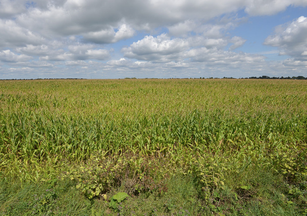 Summer landscape with wheat field and clouds - Φωτογραφία, εικόνα
