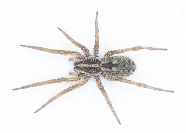 Hogna antitelucana, Lycosidae familyasından beyaz arka planda yaşayan bir örümcek türü. Florida örnek yukarıdan görünüm - Fotoğraf, Görsel