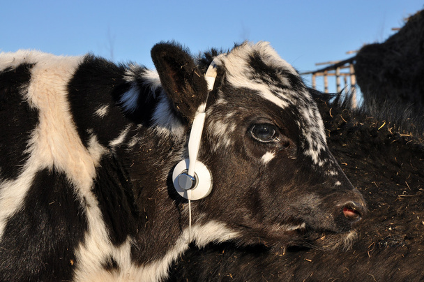 Calf uses stereo headphones - Photo, Image