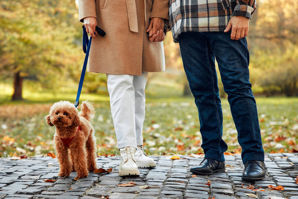 Зріла красива сіро-волохата пара гуляє зі своїм другом собаки в парку восени. - Фото, зображення