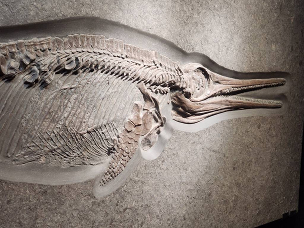Antikes Skelettfossil - kleiner Ichthyosaurier mit Schatten - Foto, Bild