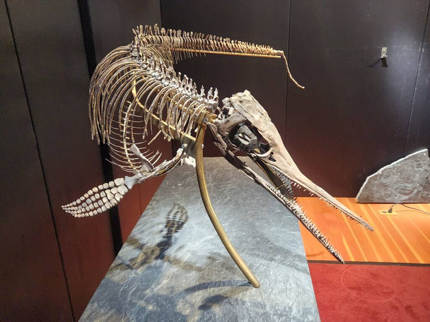 Αρχαίο απολίθωμα σκελετού - μικρός ιχθυόσαυρος με σκιά - Φωτογραφία, εικόνα