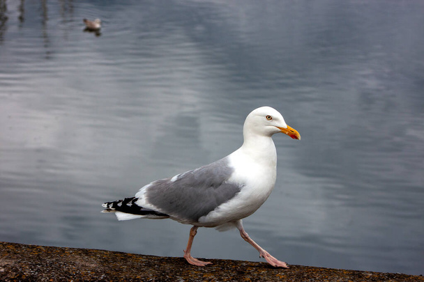 Graceful Herring Gull (Larus argentatus) kohoaa Clontarfin rannikolla Dublinissa. Tyyni hetki, joka vangitsee Irlannin meren elämän kauneuden. - Valokuva, kuva