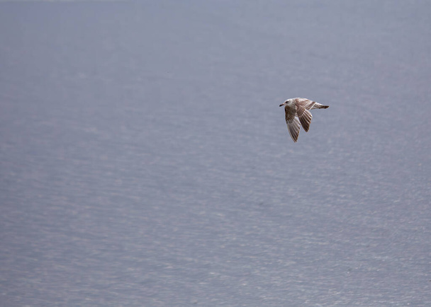 Graceful Herring Gull (Larus argentatus) se eleva a lo largo de la costa de Clontarf, Dublín. Un momento sereno que captura la belleza de la vida marina irlandesa. - Foto, imagen