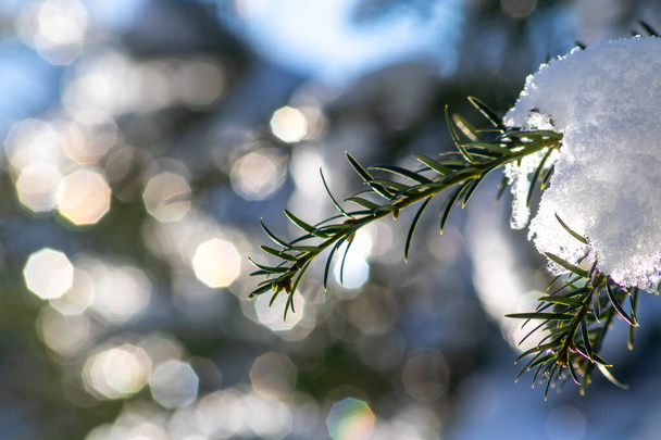 Lodowce i topniejący lód wiszący na jodle w grudniu i styczniu zimą, gdy mrożona woda topnieje w słońcu w widoku makro z musującymi promieniami słońca w zamarzniętym lesie sezon śnieżny z zimnym lodem - Zdjęcie, obraz