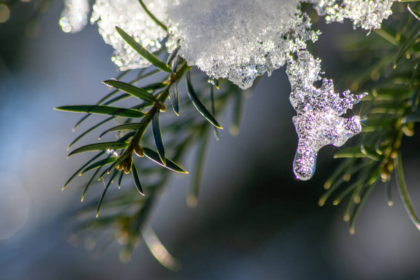 12月と1月の凍った水がマクロビューで日差しで溶け,冷たい氷で凍った森の雪の季節に輝く日差しで氷を溶かします. - 写真・画像