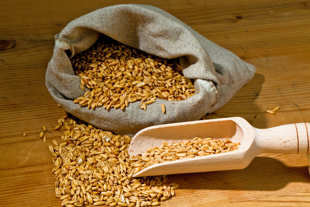 grains of oats - Foto, Imagen
