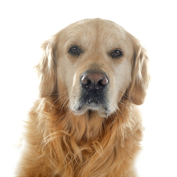 Perro perdiguero de oro - Foto, imagen