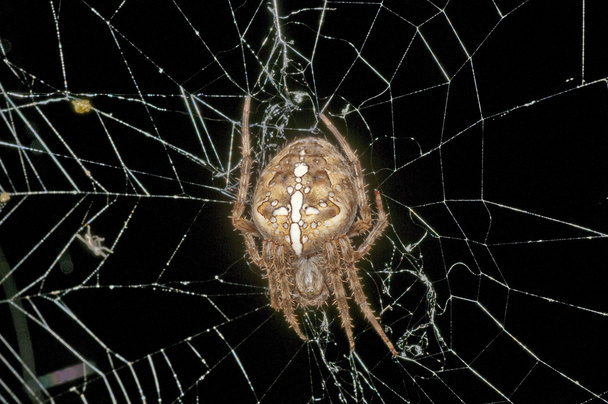 Garden spider, Araneus diadematus - Photo, Image