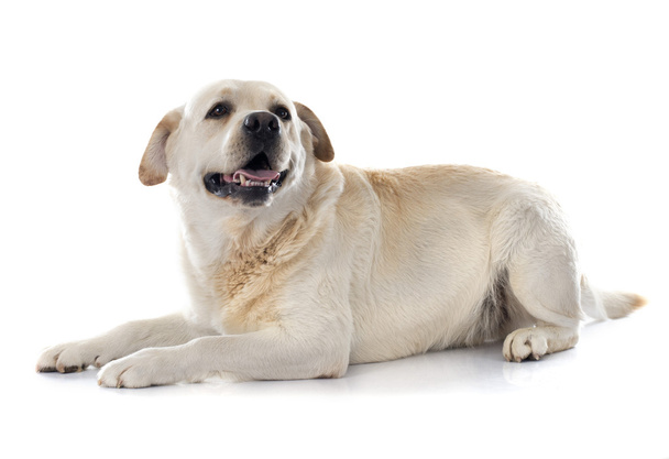 Labradorinnoutaja - Valokuva, kuva