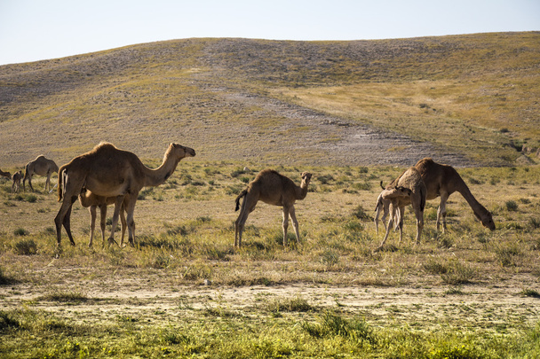 Kamelen met groene veld op de achtergrond - Foto, afbeelding