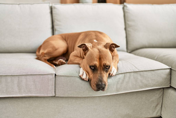 Brązowy pies leżący na beżowej sofie w przytulnym otoczeniu domowym przedstawia relaks dla zwierząt domowych w pomieszczeniach bez widocznych osób. - Zdjęcie, obraz
