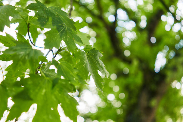 Close-up of fresh green maple leaves glistening with dew against a blur of forest backdrop in daylight. - Photo, Image