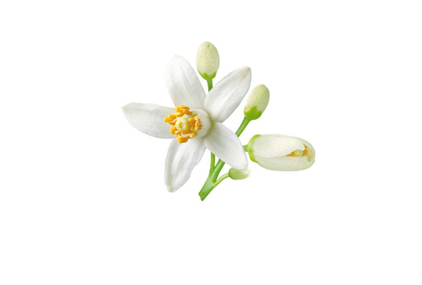 Neroli λουλούδι και μπουμπούκια υποκατάστημα απομονώνονται σε λευκό. Λευκό άνθος εσπεριδοειδών doranger. Άνθη πορτοκαλιάς - Φωτογραφία, εικόνα