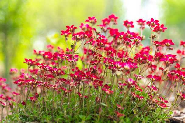  Saxifraga krzak na kamień.Ground pokrycie wiosenne kwiaty. Czerwone saxifraga kwiaty w wiosennym ogrodzie.Nisko rosnące pokrycie kwiatu.Małe czerwone kwiaty dla ogrodów skalnych  - Zdjęcie, obraz