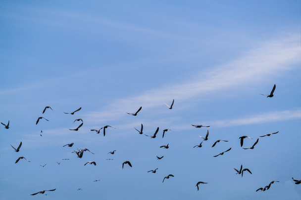 duiven zijn vliegen  - Foto, afbeelding