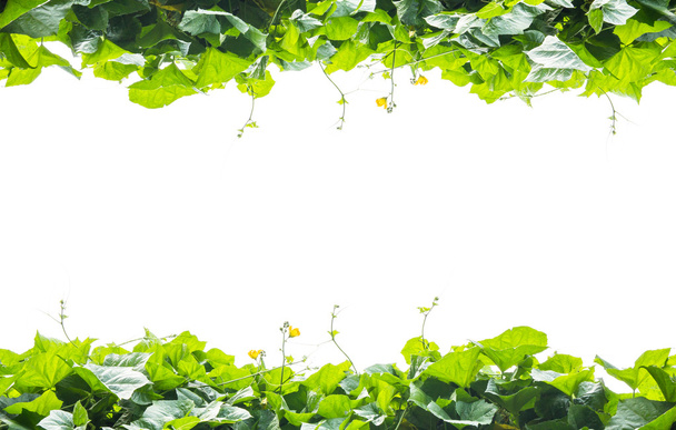 Groene bladeren frame geïsoleerd op witte achtergrond - Foto, afbeelding