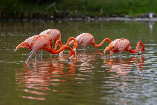 Şafak vakti San Crisanto, Yucatan, Meksika 'da canlı bir flamingo sürüsü, sakin sulara çarpıcı bir gösteri sergiliyor.. - Fotoğraf, Görsel