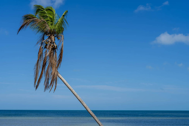 Карибский рай разворачивается: бирюзовые воды, лазурное небо и качающиеся пальмы создают захватывающую прибрежную картину вдоль нетронутого пляжа. - Фото, изображение