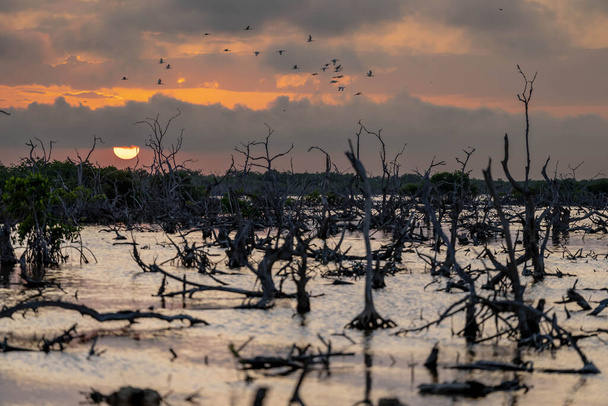 Коли сонце встановлює над мангровими болотами Юкатан, мальовниче небо розгортається в безхмарний день, кидаючи чарівні відтінки над спокійним полотном природи. - Фото, зображення