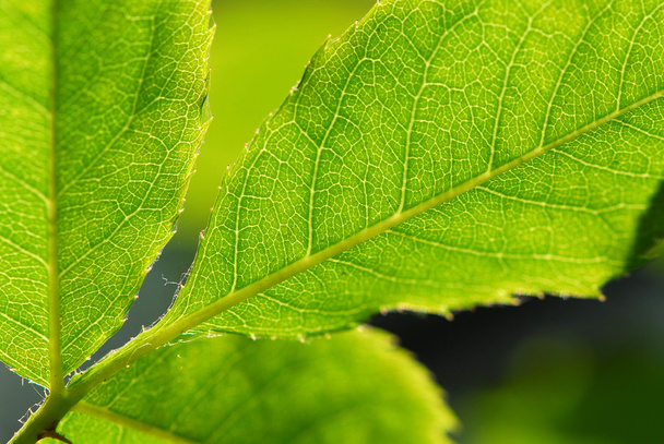 Green leaf - Photo, image
