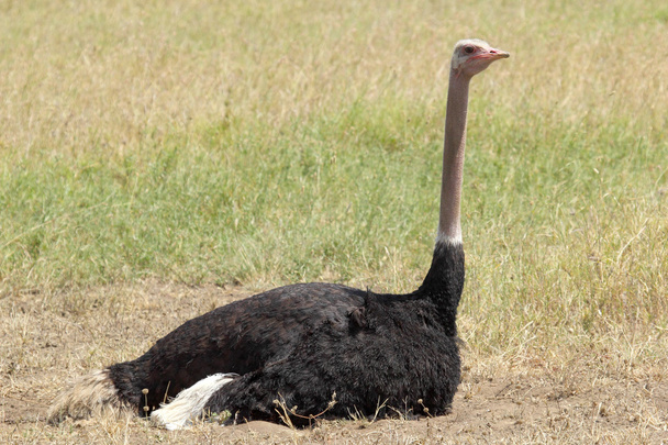 Ostrich at the ground - Фото, изображение