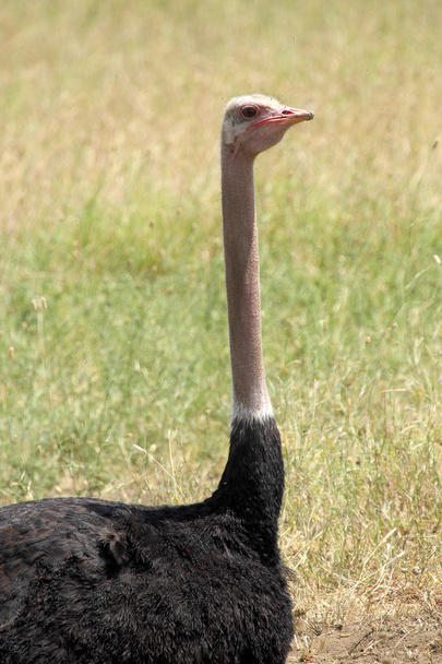 Hoofd en nek van een struisvogel - Foto, afbeelding