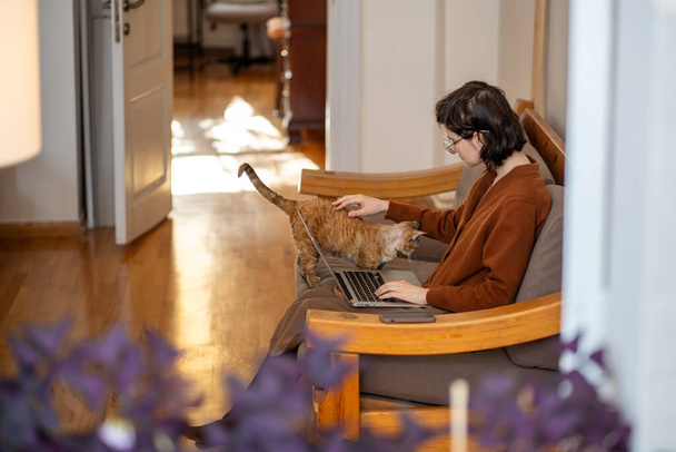 Кэт хочет внимания от женщины-фрилансера, которая работает дома над ноутбуком. Девушка в очках, которая за компьютером гладит домашнюю кошку, сидит на диване. фрилансер, удаленная работа, цифровой кочевник. - Фото, изображение